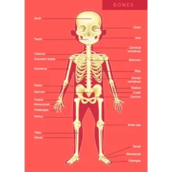 Puzle gigante del cuerpo humano de 100 piezas