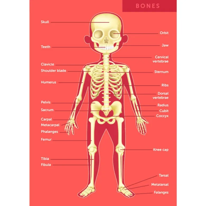 Puzle gigante del cuerpo humano de 100 piezas