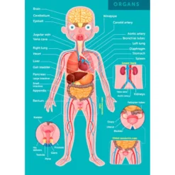 Puzle gigante del cuerpo humano de 100 piezas