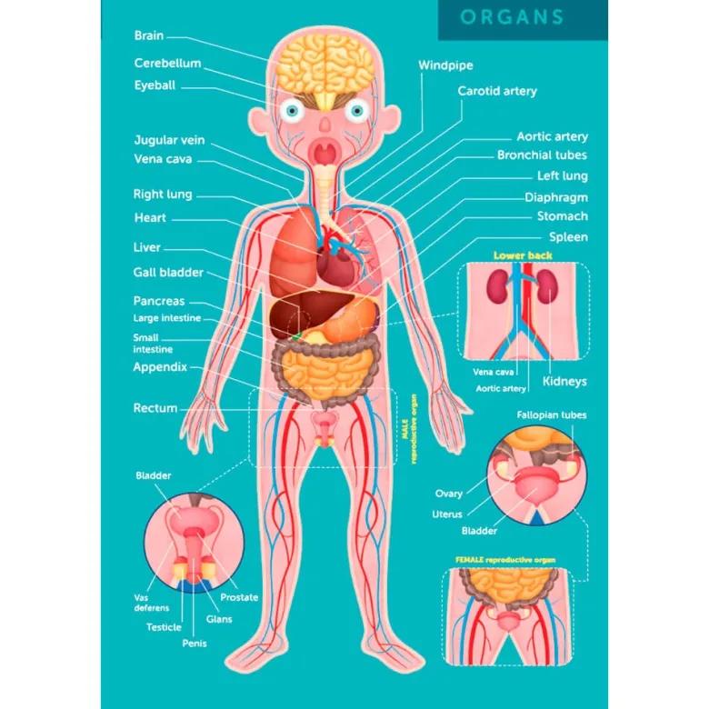 Puzle gigante del cuerpo humano de 100 piezas