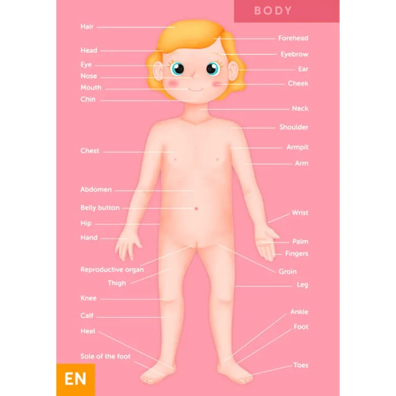 Puzle gigante del cuerpo humano de 100 piezas