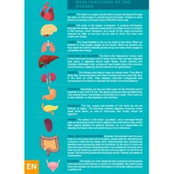 Puzle gigante del cuerpo humano de 100 piezas