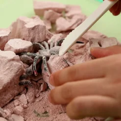Roca de excavación de insectos